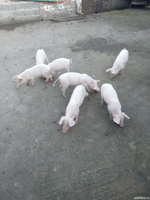purcei castrati de vânzare landras cu marele alb vaccinati antarcati mănâncă singuri faina uscată 