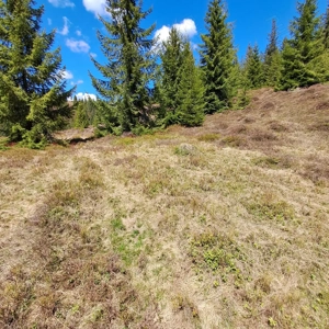 Vând teren în Munții Apuseni  - imagine 2