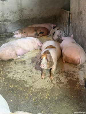 porci de vânzare 