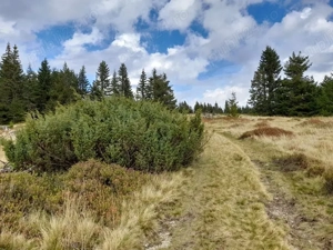 Vând teren în Munții Apuseni  - imagine 4