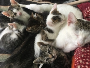 Donez pisici varsta 12 saptamani - imagine 2