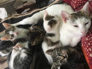 Donez pisici varsta 12 saptamani