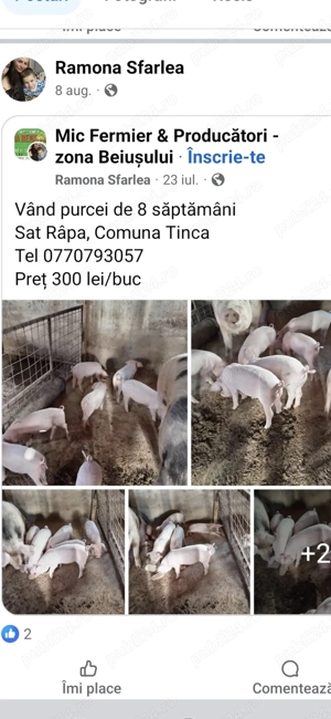 Purcei de carne crescuti natural.