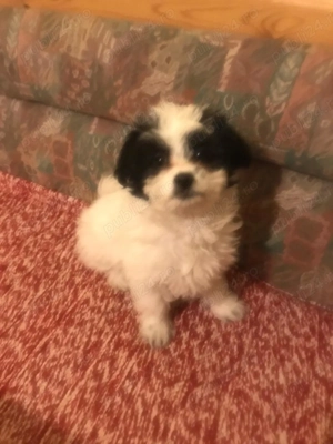 Pui Bichon havanez de vânzare 