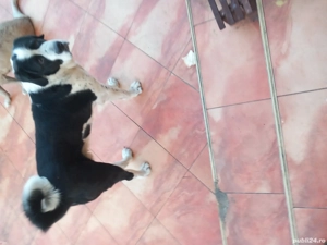 vand Alabai - imagine 2