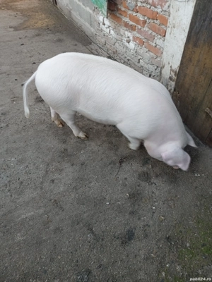 porc de de sacrificat,an Decembrie va avea antre 100-130 de kg