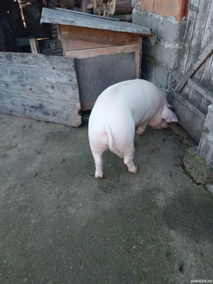 porc de de sacrificat 15 lei kg negociabil, are antre 100-130 de kg - imagine 3