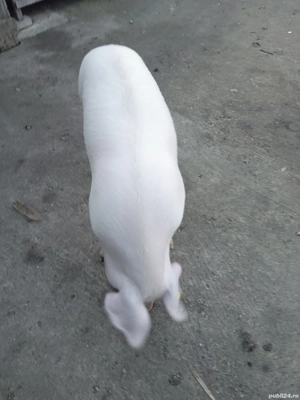 porc de de sacrificat 15 lei kg negociabil, are antre 100-130 de kg - imagine 2
