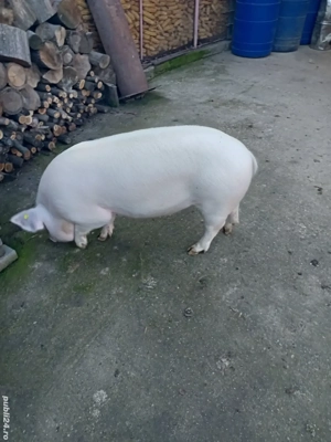 porc de de sacrificat 15 lei kg negociabil, are antre 100-130 de kg - imagine 4