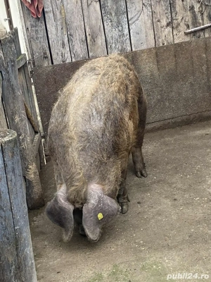 Mangalita +Duroc 