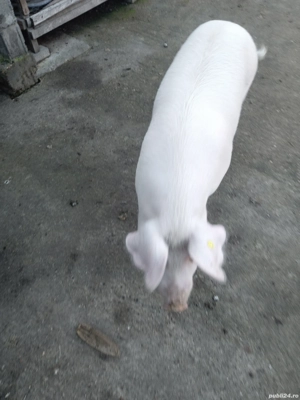 porc de de sacrificat 15 lei kg negociabil, are antre 100-130 de kg - imagine 5