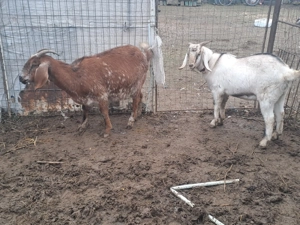 Capre anglo-nubiene și țap alpin 