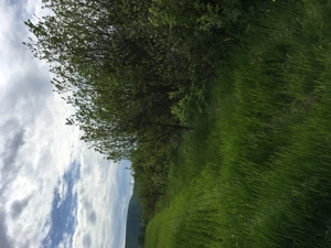 Livada de pruni 6000 mp