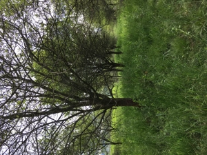 Livada de pruni 6000 mp -Hateg, HD - imagine 2