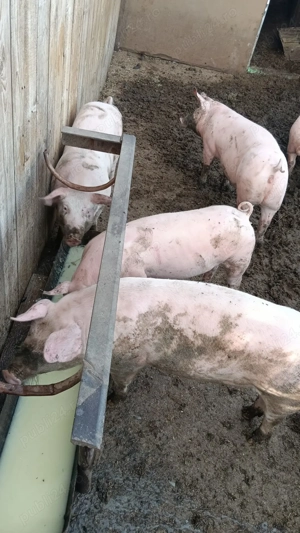 Vând 2 porci  castrat și 2 scroafe 