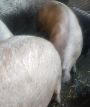 Porci de vânzare  - imagine 2