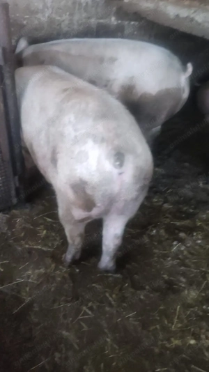 Porci de vânzare  - imagine 3