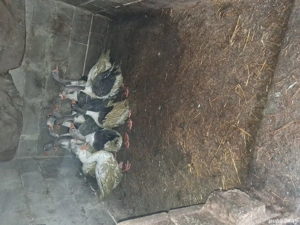 gaste 12 bucăți 120 de lei