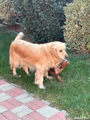 Femela Golden Retriver