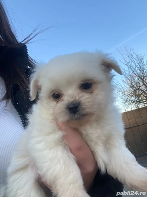 catei bichon - imagine 2