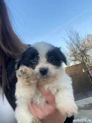 catei bichon - imagine 3