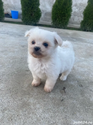 catei bichon - imagine 5