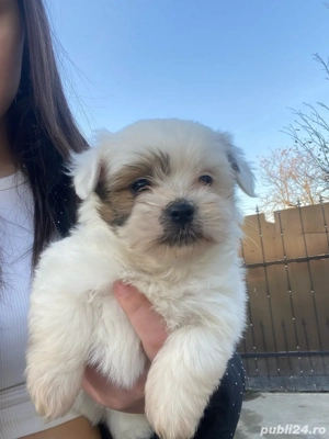 catei bichon - imagine 4