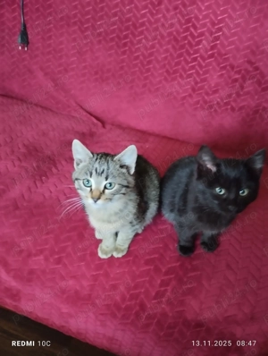 Pisicutele Missi si Nini