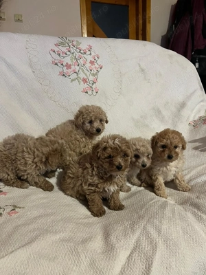 Pudel canis toy maro