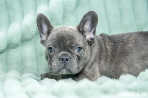 Bulldog Francez - blue cu ochii albastrii - posibilitate transport - buldog francez  - imagine 4