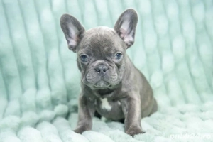 Bulldog Francez - blue cu ochii albastrii - posibilitate transport - buldog francez  - imagine 2