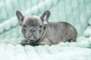 Bulldog Francez - blue cu ochii albastrii - posibilitate transport - buldog francez 