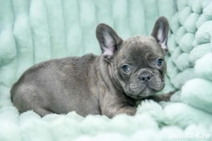 Bulldog Francez - blue cu ochii albastrii - posibilitate transport - buldog francez  - imagine 3