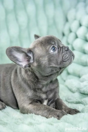 Bulldog Francez - blue cu ochii albastrii - posibilitate transport - buldog francez  - imagine 5
