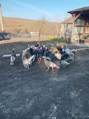 Vind curcanii de casă din anul acesta 