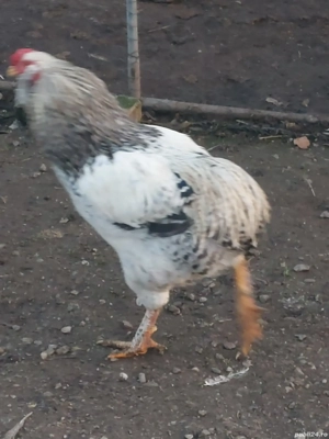 cocos araucana 2025