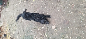 Caine pentru paza - imagine 5