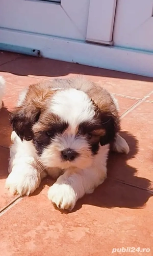 shih tzu talie mică ambii părinți au certificat de originalitate pedigree