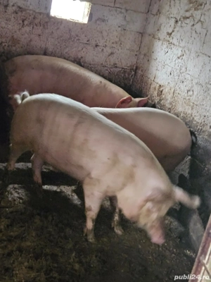 vand porci 18 lei negociabil Marsani  - imagine 2