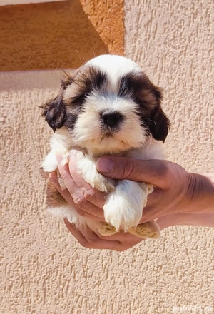 bichin talie mică ambii părinți au certificat de originalitate pedigree - imagine 3