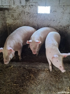 vand porci 18 lei negociabil Marsani  - imagine 3