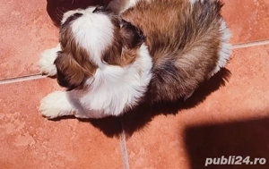 bichin talie mică ambii părinți au certificat de originalitate pedigree - imagine 2