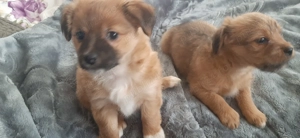 Metis(cu bichon havanez) - imagine 3