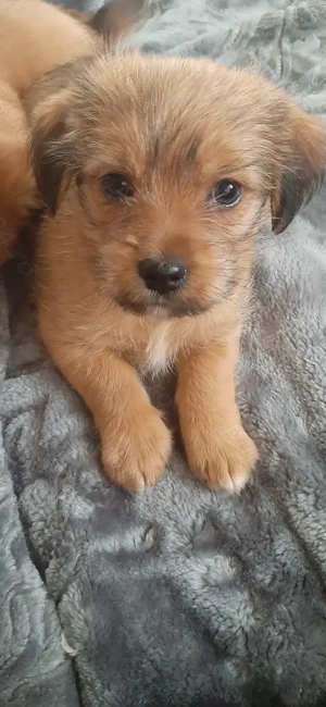 Metis(cu bichon havanez) - imagine 4