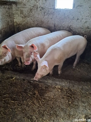 vand porci 18 lei negociabil Marsani 