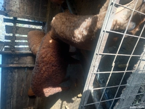 mangalita de sacrificat sau monta  - imagine 2