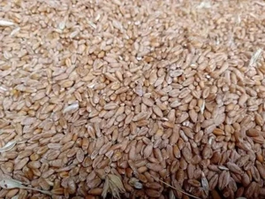 Vând grâu și poromb producție 2025