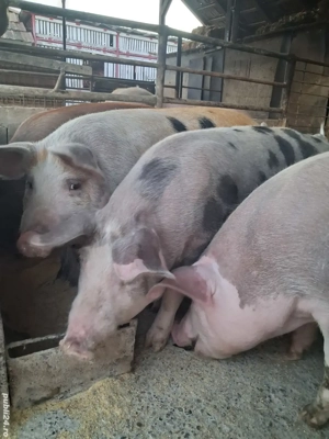 de  vânzare 5 masculi 70..90 kg rasă marele alb ofer transport 