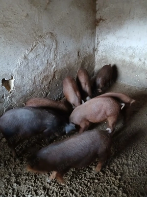 Vind purcei Mangalica