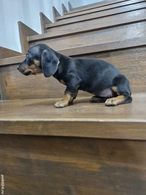 Puii teckel mini toy 